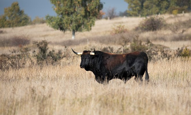 Universum: König der Wildnis - Das Tauros Projekt - Filmfotos