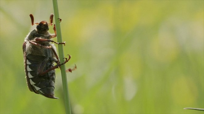 Tiere und Natur: Maikäfer flieg! - Film
