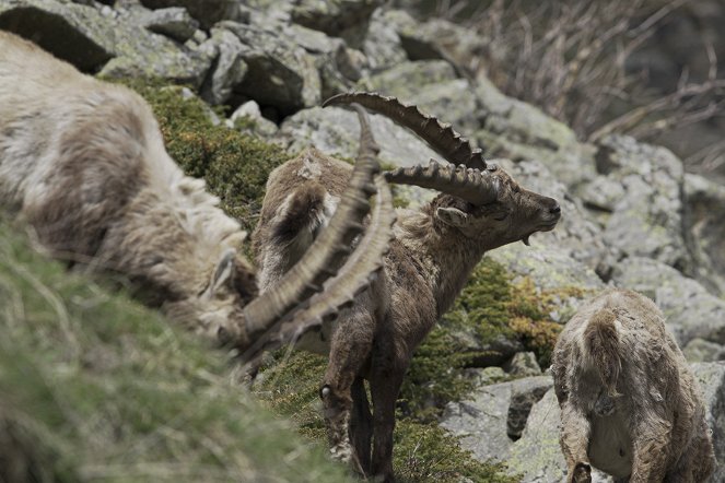 Bergwelten - Gran Paradiso – Die Könige der Alpen - Filmfotók