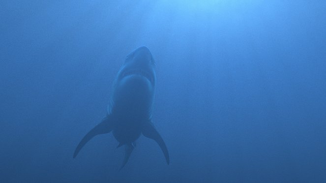 Elveszett vadak: Előásva - Óriásfogú cápa - Filmfotók