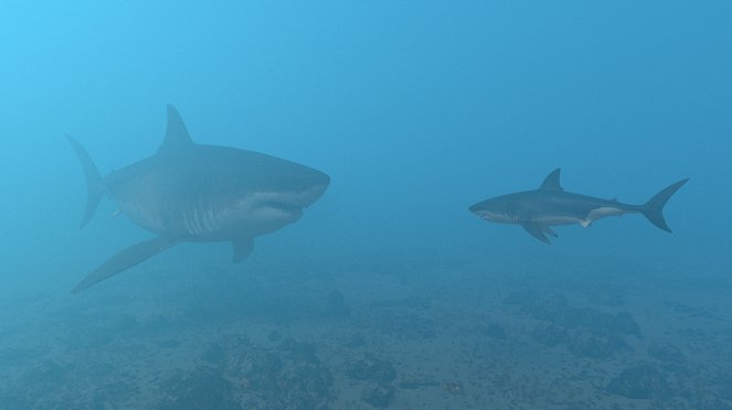 Rückkehr der Urzeit-Giganten - Der Mega-Hai - Filmfotos