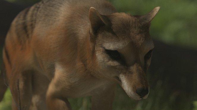 Olbrzymy, których już nie ma - Historia wilkowora tasmańskiego - Z filmu
