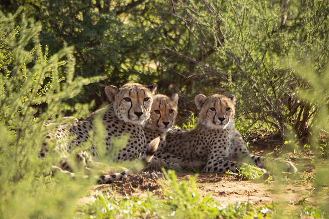Cheetah Family & Me - Filmfotos