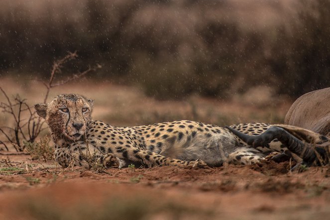 Gepardiperheen matkassa - Kuvat elokuvasta