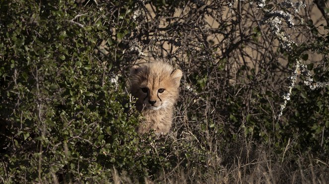 Gepardiperheen matkassa - Kuvat elokuvasta