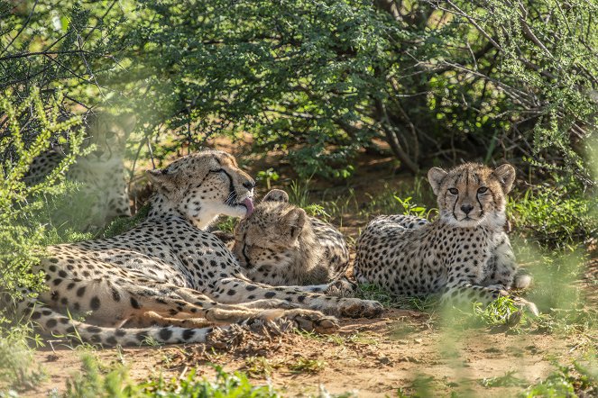 Cheetah Family & Me - Van film
