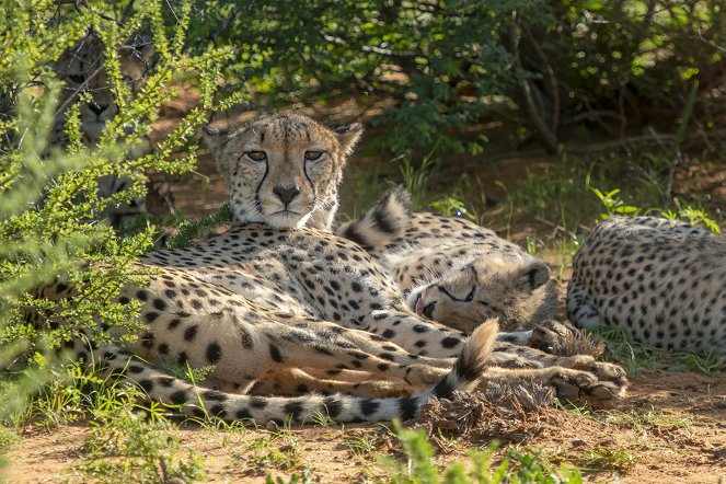 Cheetah Family & Me - Filmfotos