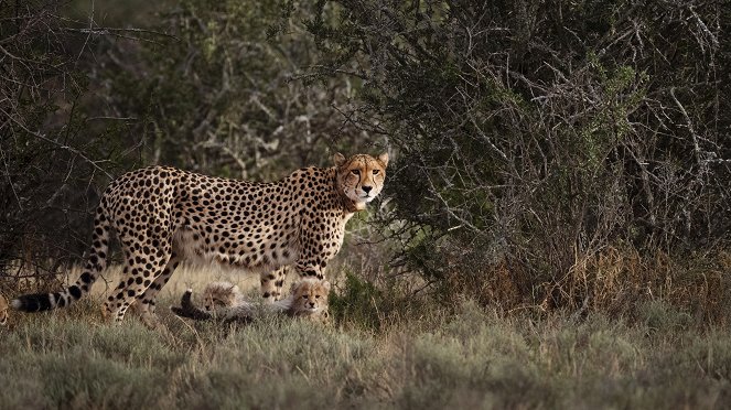 Cheetah Family & Me - De la película