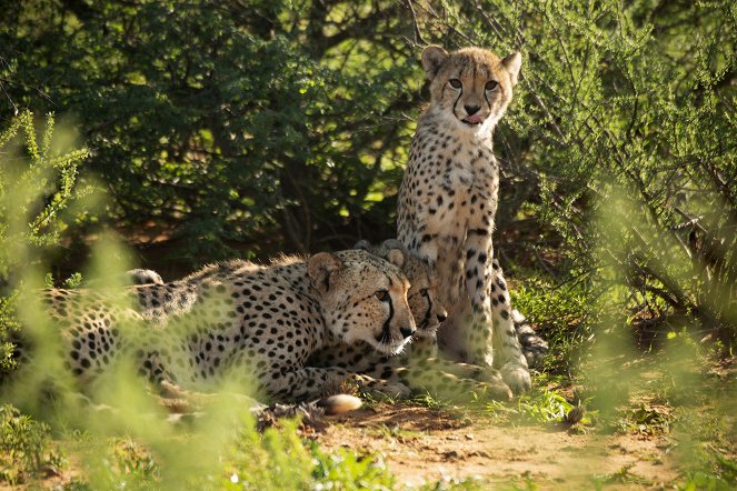 Cheetah Family & Me - Photos