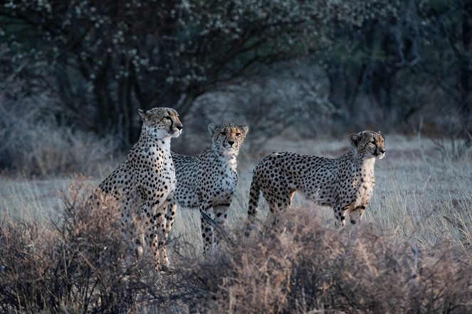 Cheetah Family & Me - Film