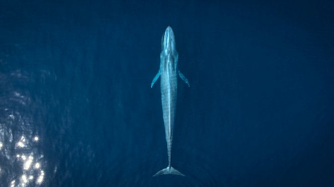 Big Beasts : Sur les traces des géants - La Baleine grise - Film