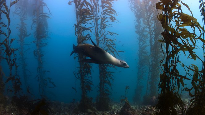 Óriások az állatvilágból - A szürke bálna - Filmfotók
