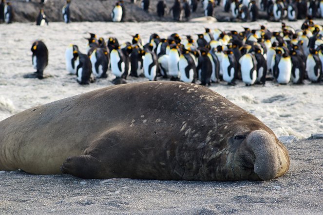 Giganten des Tierreichs - The Elephant Seal - Filmfotos