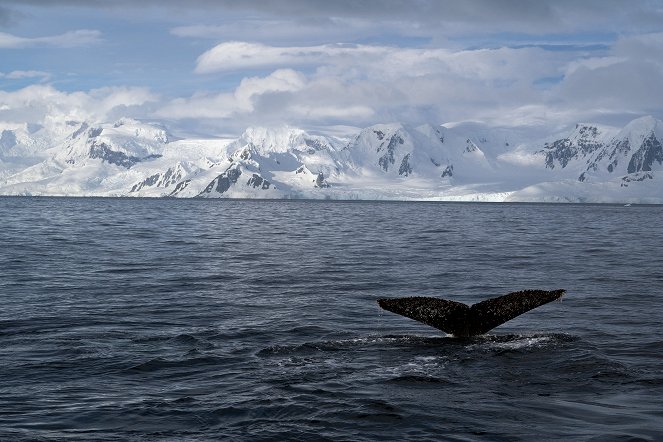 Big Beasts : Sur les traces des géants - L'Éléphant de mer - Film