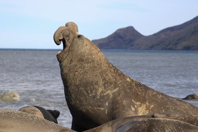 Big Beasts - The Elephant Seal - Van film
