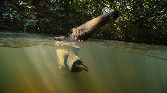Giganten des Tierreichs - The Giant Otter - Filmfotos