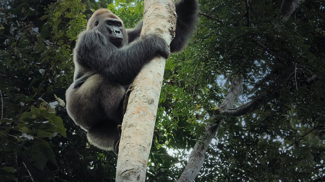 Óriások az állatvilágból - A gorilla - Filmfotók