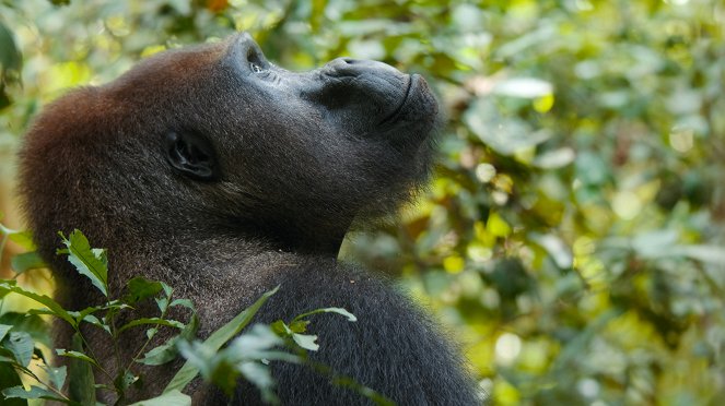 Óriások az állatvilágból - A gorilla - Filmfotók