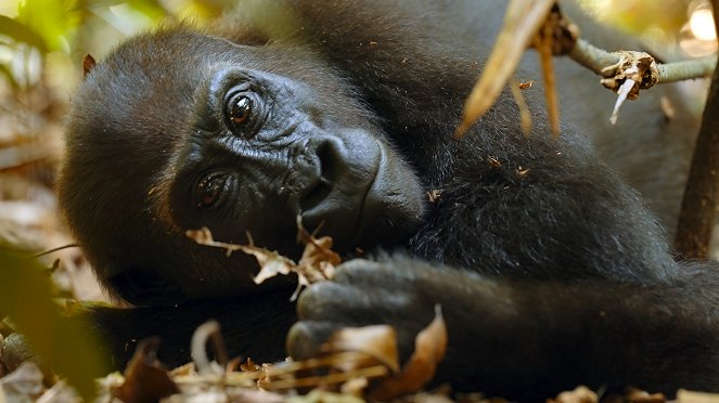Big Beasts - The Gorilla - Photos