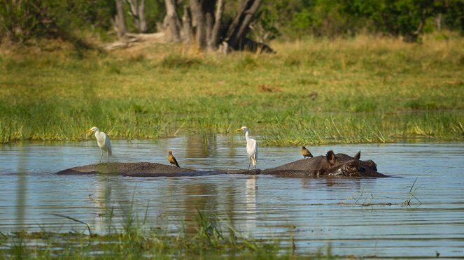 Big Beasts - The Hippo - Photos