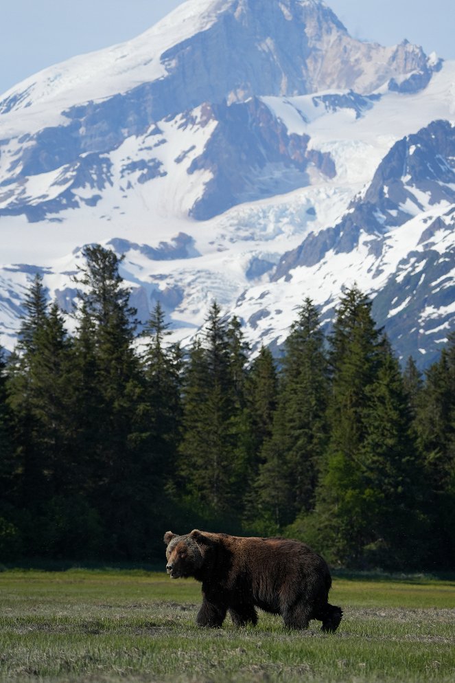 Giganten des Tierreichs - The Brown Bear - Filmfotos