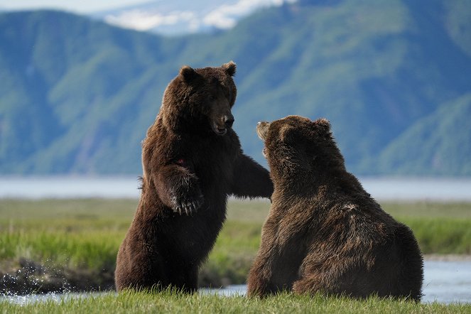 Big Beasts - The Brown Bear - Photos