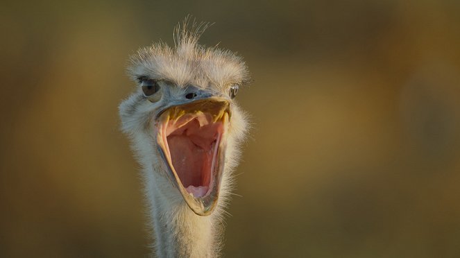 Big Beasts - The Ostrich - Photos