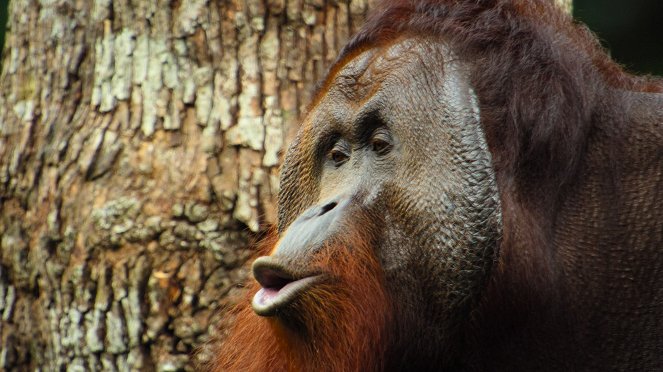 Giganten des Tierreichs - The Orangutan - Filmfotos