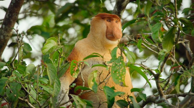 Wielkie zwierzęta - Orangutan - Z filmu