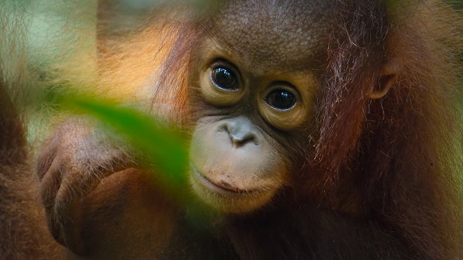 Giganten des Tierreichs - The Orangutan - Filmfotos