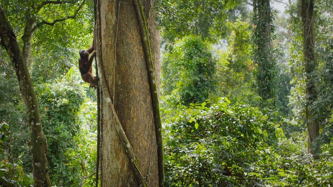 Big Beasts - The Orangutan - Van film