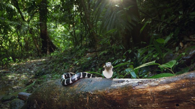 Óriások az állatvilágból - A tigris - Filmfotók