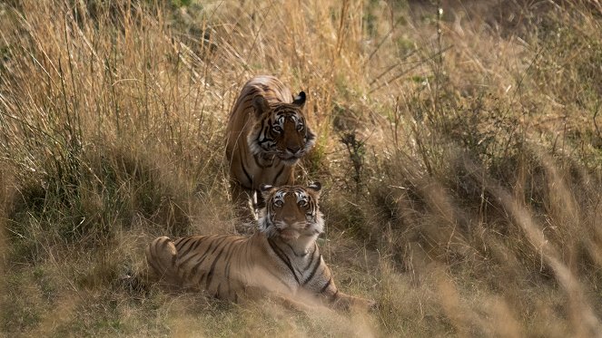 Giganten des Tierreichs - The Tiger - Filmfotos