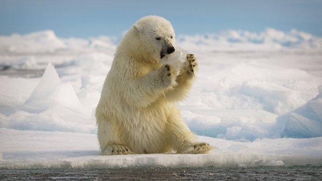 Wielkie zwierzęta - Niedźwiedź polarny - Z filmu