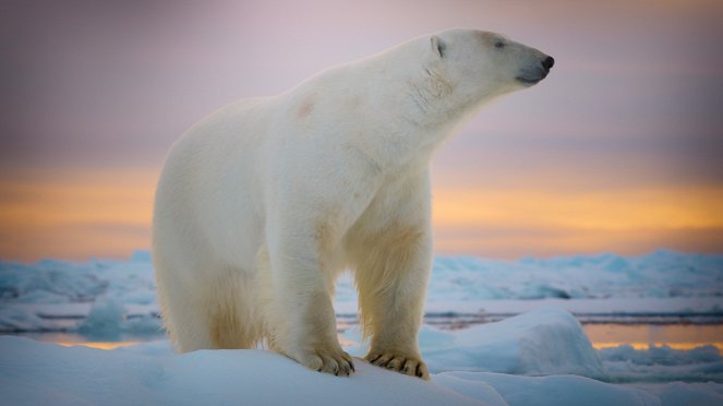 Óriások az állatvilágból - A jegesmedve - Filmfotók