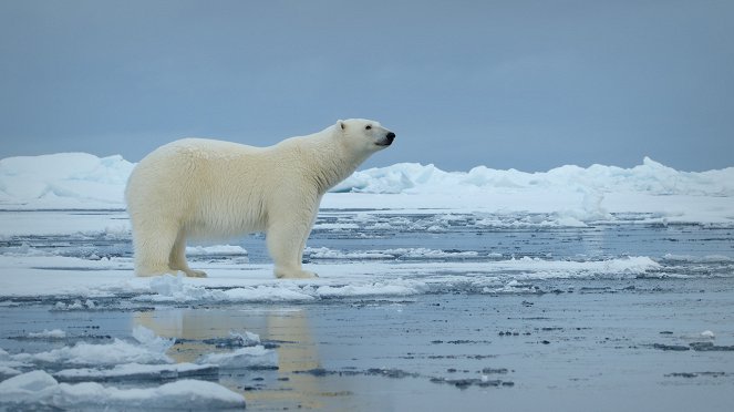 Big Beasts : Sur les traces des géants - L'Ours polaire - Film
