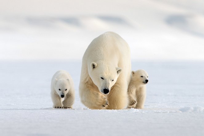 Snow Bears - Photos