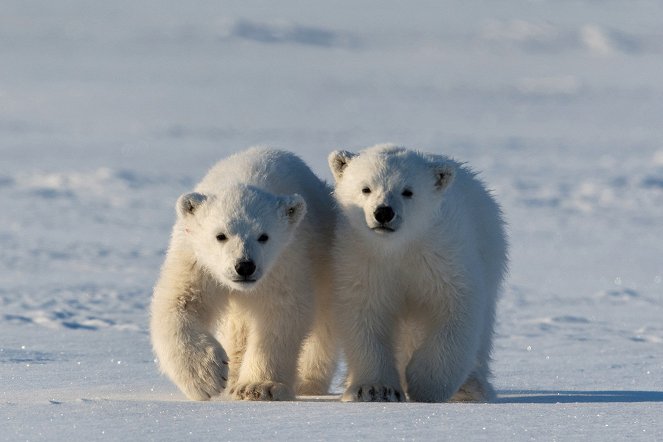 Snow Bears - Filmfotók