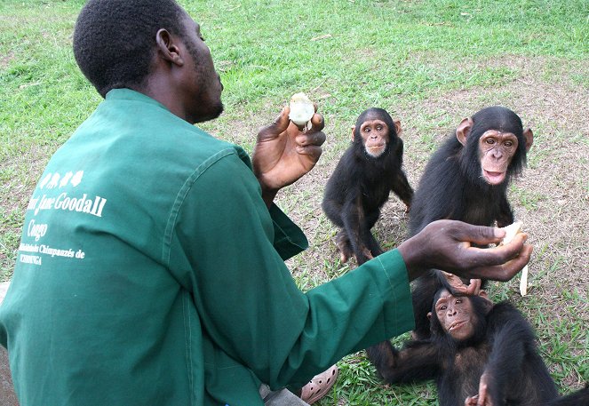 Jane Goodall, a csimpánzok megmentője - Filmfotók