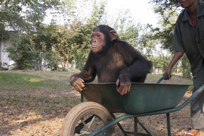 Útulek pro záchranu šimpanzů Jane Goodallové - Z filmu