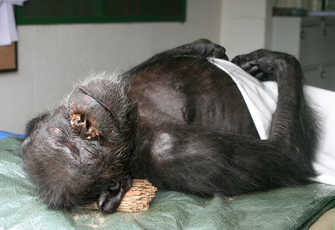 Rescued Chimpanzees of the Congo with Jane Goodall - Van film