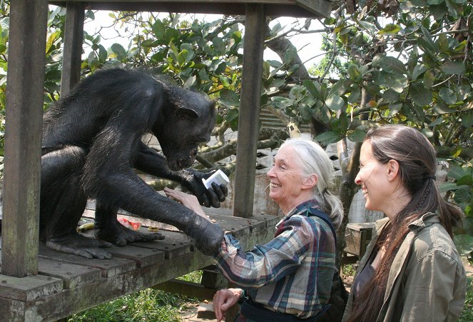 Rescued Chimpanzees of the Congo with Jane Goodall - Van film - Jane Goodall