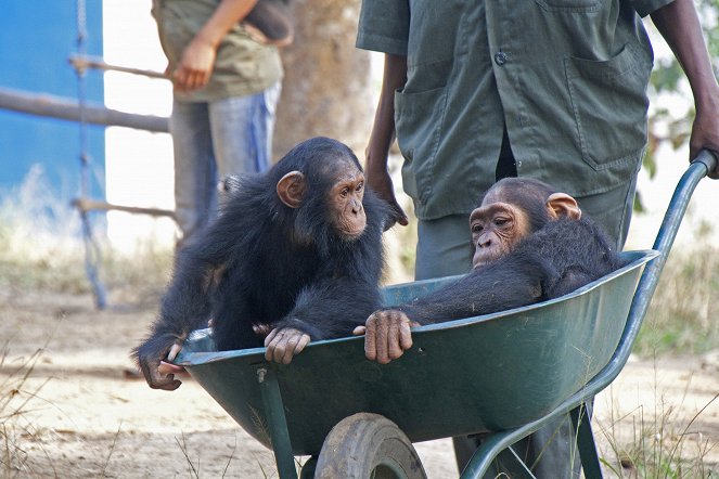 Rescued Chimpanzees of the Congo with Jane Goodall - Van film