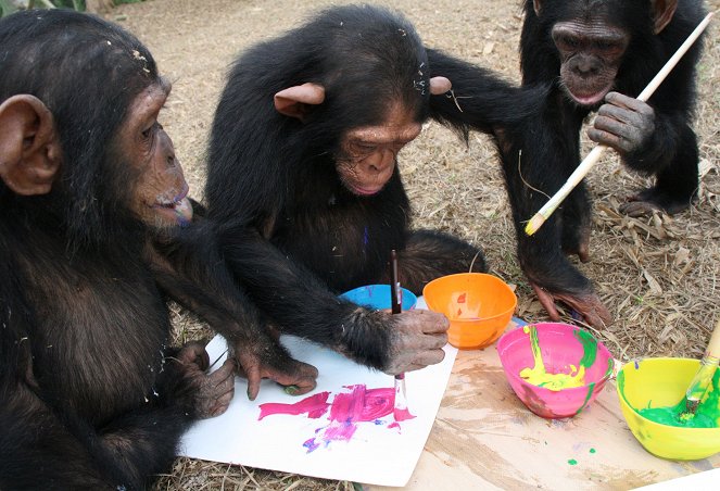 Útulek pro záchranu šimpanzů Jane Goodallové - Z filmu