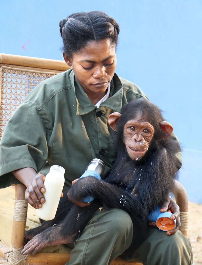 Rescued Chimpanzees of the Congo with Jane Goodall - Film
