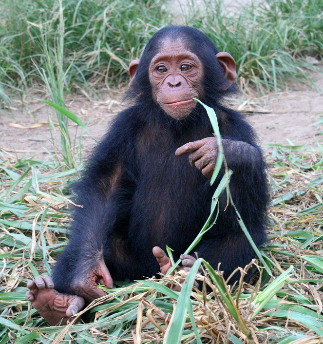 Rescued Chimpanzees of the Congo with Jane Goodall - Film