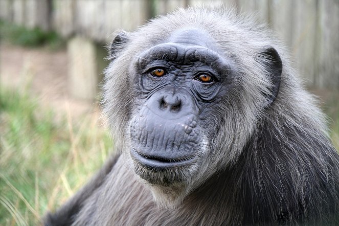 Rescued Chimpanzees of the Congo with Jane Goodall - De la película