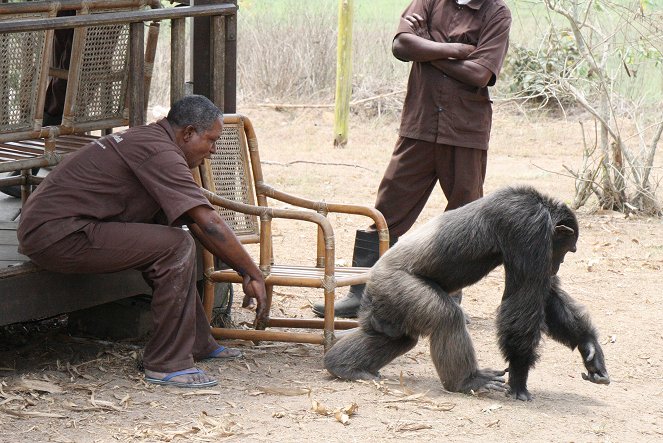 Rescued Chimpanzees of the Congo with Jane Goodall - Z filmu