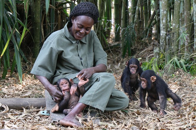Rescued Chimpanzees of the Congo with Jane Goodall - Photos