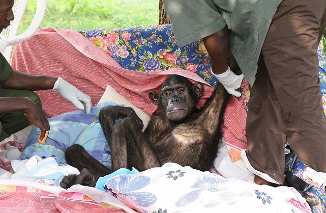 Jane Goodall, a csimpánzok megmentője - Filmfotók